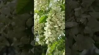Красивая весна , акация в цвету 🕊️