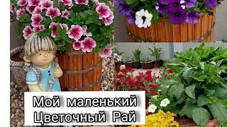 Мой маленький цветочный рай🌺🌼🌱Любимые цветы в моем маленьком саду❤️❤️❤️Петуния 🌺🌺🌺