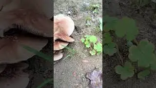 Can you name this mushrooms?#nature#mushrooms #wondersofnature #wildmushrooms#beauty #beautyofnature