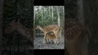 Baby Deer drinking breastfeeding #shorts