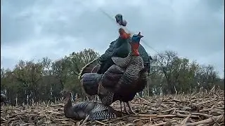My First Turkey D-Cap w/ a Bow!