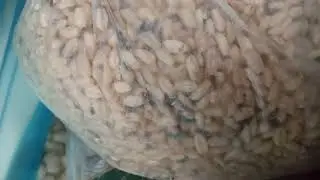 Bakliyatların İçinde Gezen Pirinç Biti
