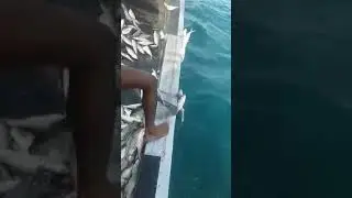 10000 fish hunting from  padma river in Bangladesh.