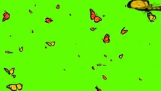 Free Green Screen : Butterfly
