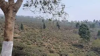 মিরিক যেতে মঞ্জুখোলা এর কাছেই ভরপুর প্রাকৃতিক সৌন্দর্য