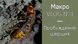 Пробуждение шершня / Макро VLOG №1 / 10.03.2020