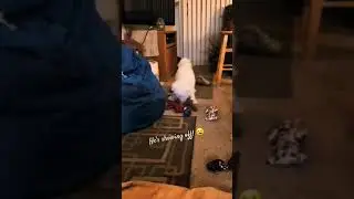 After his BATH | He's showing off 😍FUNNY doggie 😅 