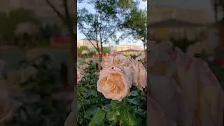 Розы в Анапе, выше роста человека.