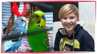 VLOG 🦅  ПОКУПКА ПОПУГАЙ ВОЛНИСТЫЙ МАЛЬЧИК И ДЕВОЧКА 🐤  КАК ВЫБРАТЬ ПОПУГАЯ 🍇 ЧЕМ КОРМИТЬ ?