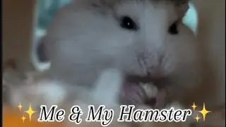 Hamster daily routine✨