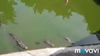 Не ходите, дети, в Африку гулять!
