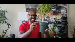 Verigated Ming Aralia Explained