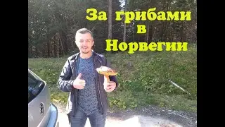 Сбор грибов в Норвегии. Увлекательная прогулка по красивым лесам Норвегии.