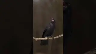 Carrion Crow Animated | Made with Blender