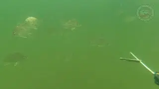 É MUITO PEIXE (CAÇA SUB - BAÍA DE GUANABARA| RJ)