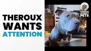 Justin Theroux’ Dog Is Such an Attention Grabber! ⚠️🐶