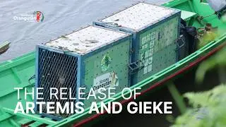 THE RELEASE OF ARTEMIS & GIEKE