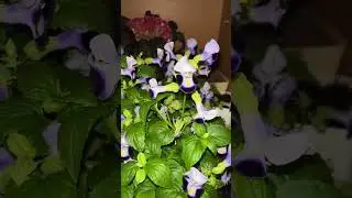 Торения Hi-Lite 