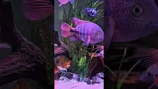 Big Size Cichlid Fish😎#shorts