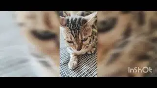 Очень суровая Джесси 😻😺🐱