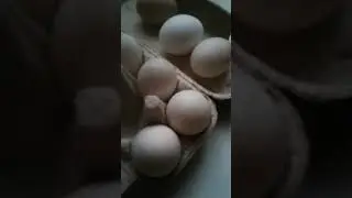 В каком возрасте начинают нестись башкирские утки