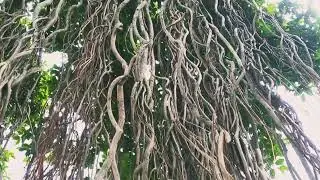 একটি বর্ষা মুখর দিন ।  wait for the last