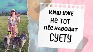 Пёс наводит суету в парке