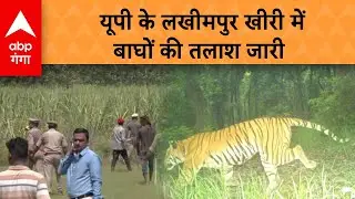 Lakhimpur Kheri Tiger: यूपी के लखीमपुर खीरी में बाघों की तलाश जारी, कैमरे में कैद हुई तस्वीर |