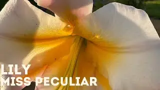 Lily - Miss Peculiar 4K