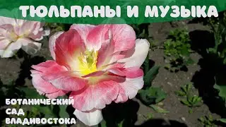 Ботанический сад Владивостока: тюльпаны 2021