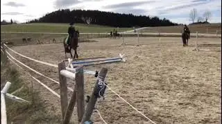 Reitstunde - Deckhengst Pieter V