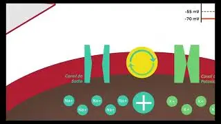 BASES BIOLÓGICAS DE LA CONDUCTA