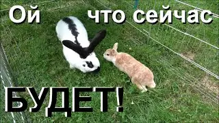 Декоративные кролики в вольерах. Содержание декоративных кроликов на улице.