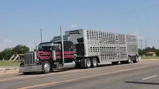 Cattle trucks on Hwy 83