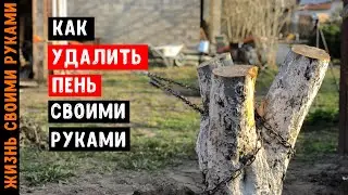 How to REMOVE a STUMP yourself | The fastest way