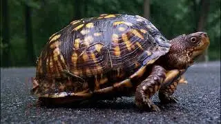 С  Маршак  Весёлая азбука про всё на свете 