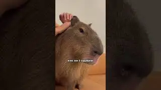 On ADOPTE un CAPYBARA !! 😍🔥 