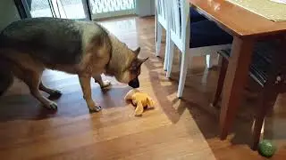 German Shepherd Loves Christmas Presents