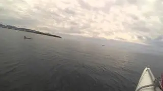 Дельфины, катамаран,море!