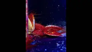 Electric Pulsing Scallop
