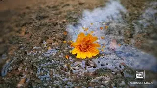 Flower status video  for whatsapp|| please like the video& subscribe my channel ||2020||