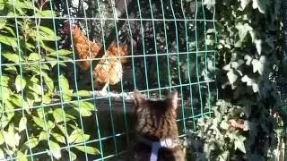Tsu controlla la gallina