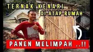 Ternak Kenari di Atap Rumah Hasil Melimpah - JACKA RCD CANARY