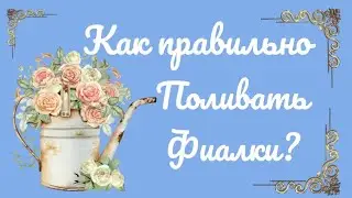 Верхний полив фиалок! Когда и  сколько? Чем удобнее поливать?