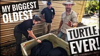 Unboxing Incredible Turtles from Zoo Miami!