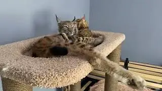 ❤️❤️❤️Ласковый гигант Рикси❤️❤️❤️