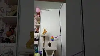 рыжый котик Алиса