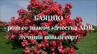 Баяццо - роза со знаком качества ADR. Лучший новый сорт. Питомник растений Е. Иващенко