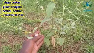 Tsiro mai abun mamaki da Amfani mai yawa ajikin mutum