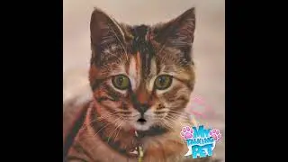 КОТ АЛЕКСЕЙ ЛЮБИТ КУШАТЬ